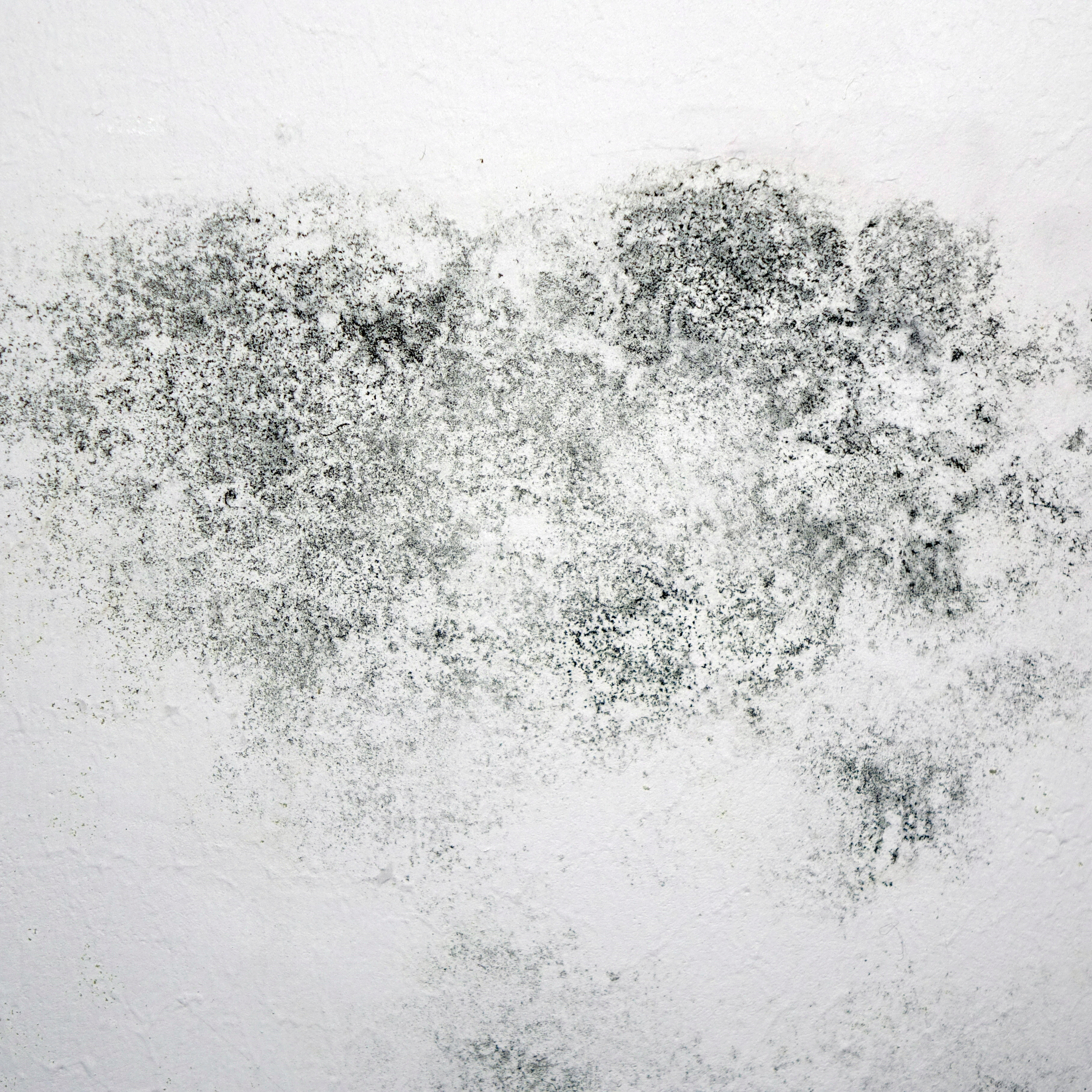 How to Prevent Mould and Dampness in Your Home